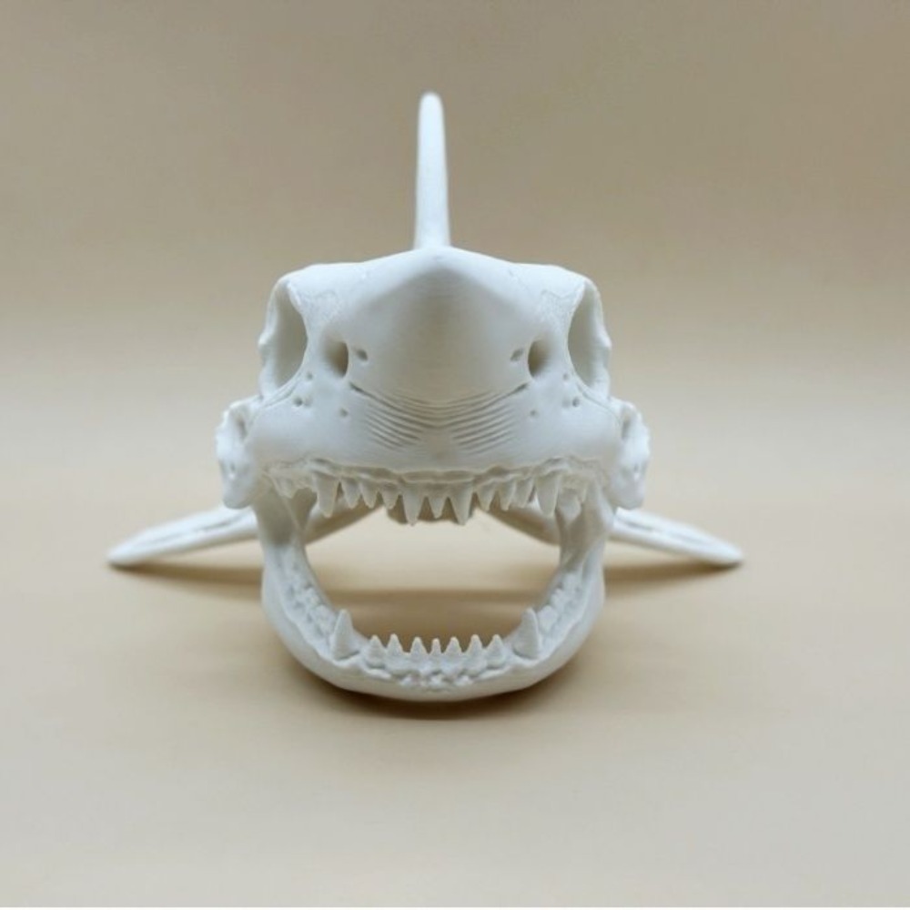 3D Printing Shark Skull Skelet - Aquarium Fish Shark review and price