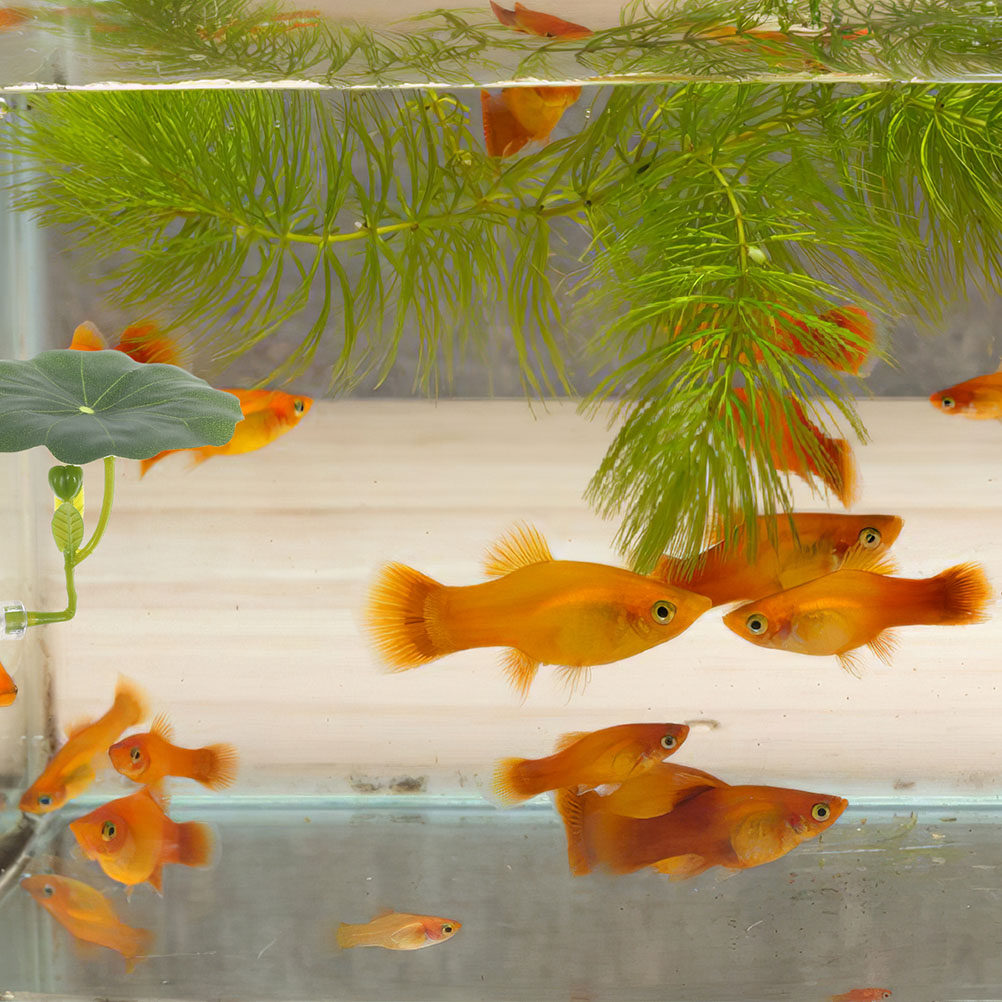 2Pcs Premium Simulation Lotus  - Aquarium Fish Hiding Spot review and price